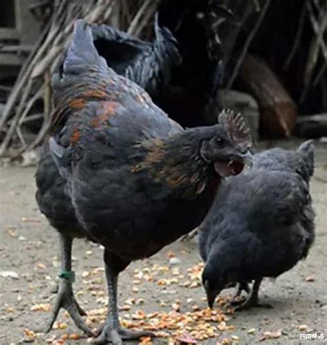 五黑鸡和乌鸡哪个营养价值高