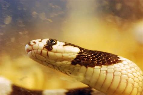 王蛇为什么不怕毒蛇